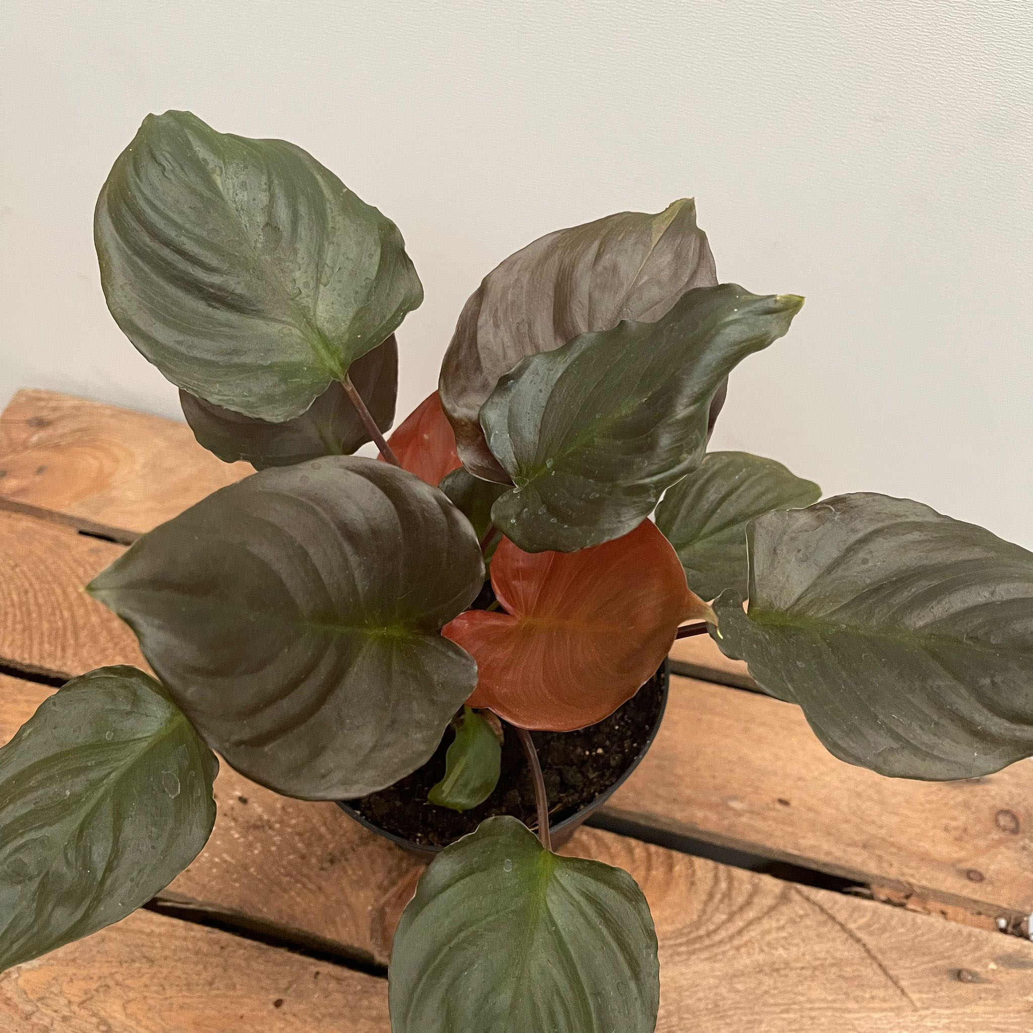 Homalomena Brown