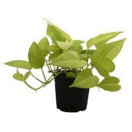 Money Plant Golden