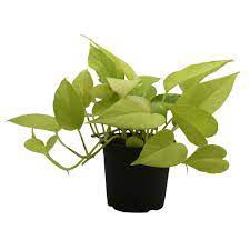 Money Plant Golden