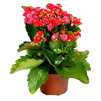 Kalanchoe Flower Plant – Mix colours