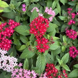 Pentas Plant – Mix colors
