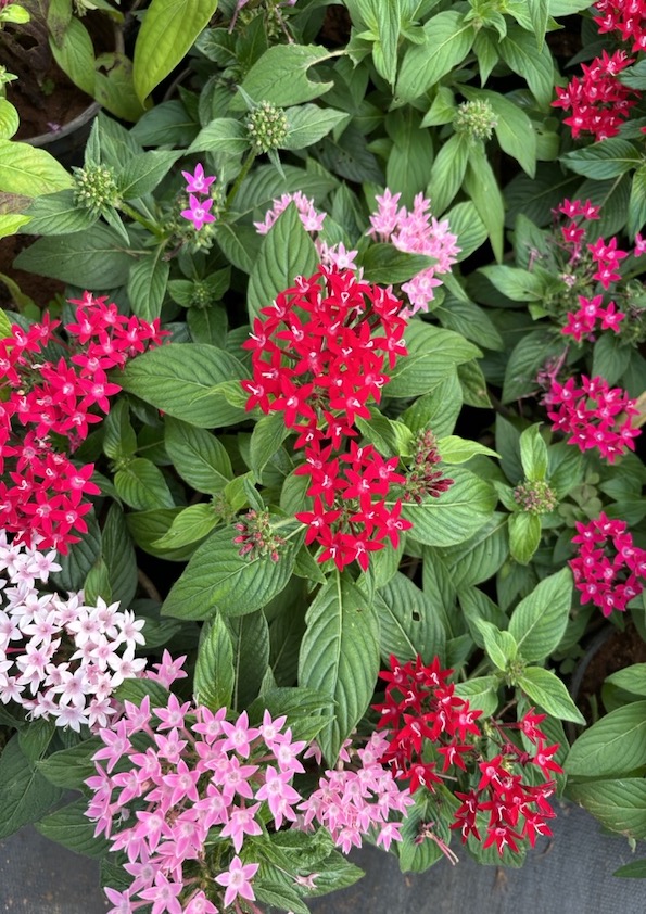 Pentas Plant – Mix colors