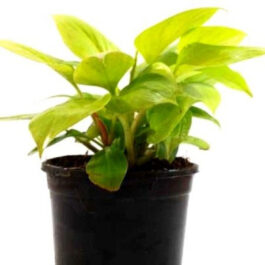 Philodendron Golden