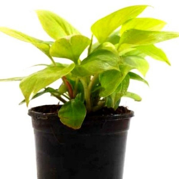 Philodendron Golden