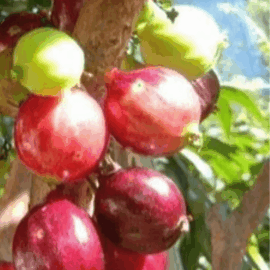 Jaboticaba Red Lantern Fruit Plant