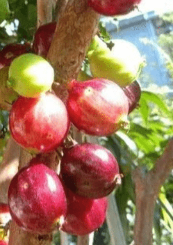 Jaboticaba Red Lantern Fruit Plant