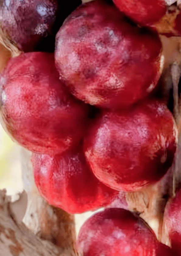 Jaboticaba Red Lantern Fruit Plant