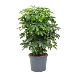 Schefflera Green