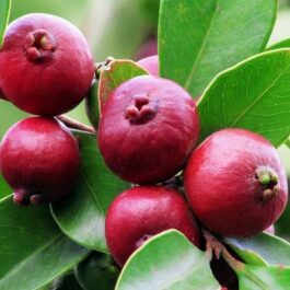 Purple Strawberry Guava Grafted Plant