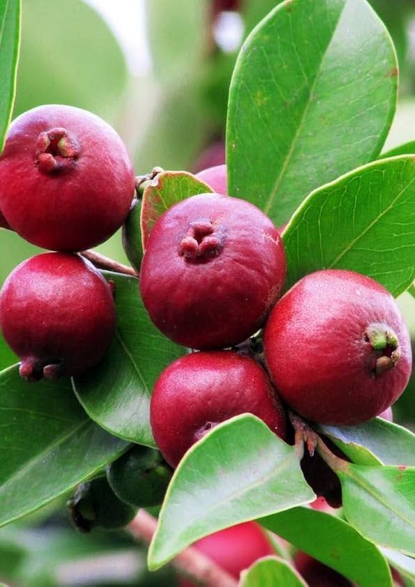 Purple Strawberry Guava Grafted Plant