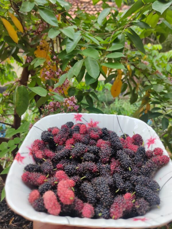 Aus Turkey Mulberry Plant