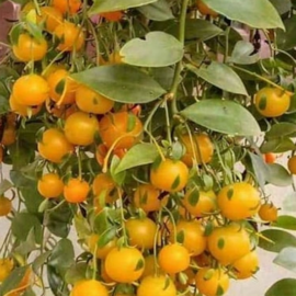Lemon Vine Fruit Plant