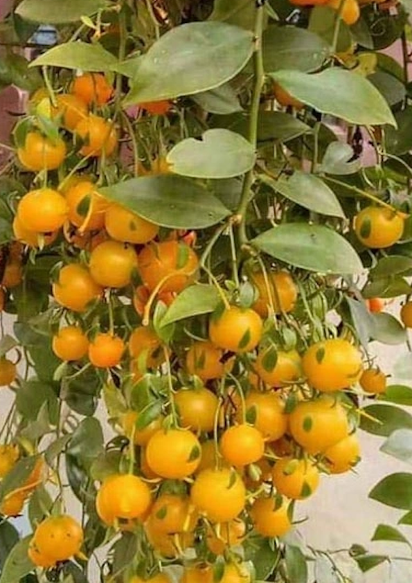 Lemon Vine Fruit Plant