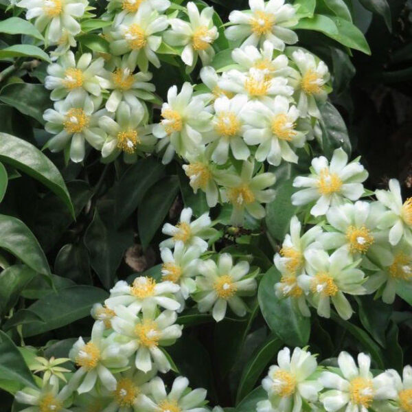 Lemon Vine