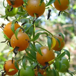 Lemon Vine