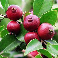 Purple Strawberry Guava