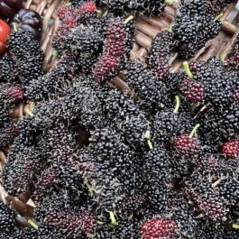 Aus Turkey Mulberry Fruit Plant