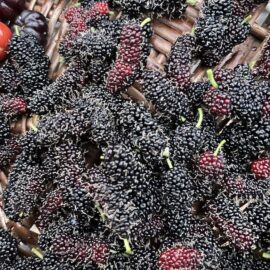 Aus Turkey Mulberry Fruit Plant