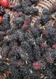Aus Turkey Mulberry Fruit Plant