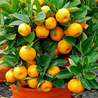 Bush Orange Fruit Plant