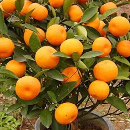 China Orange Grafted Plant