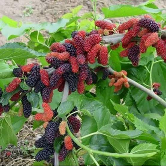 Aus Turkey Mulberry Plant