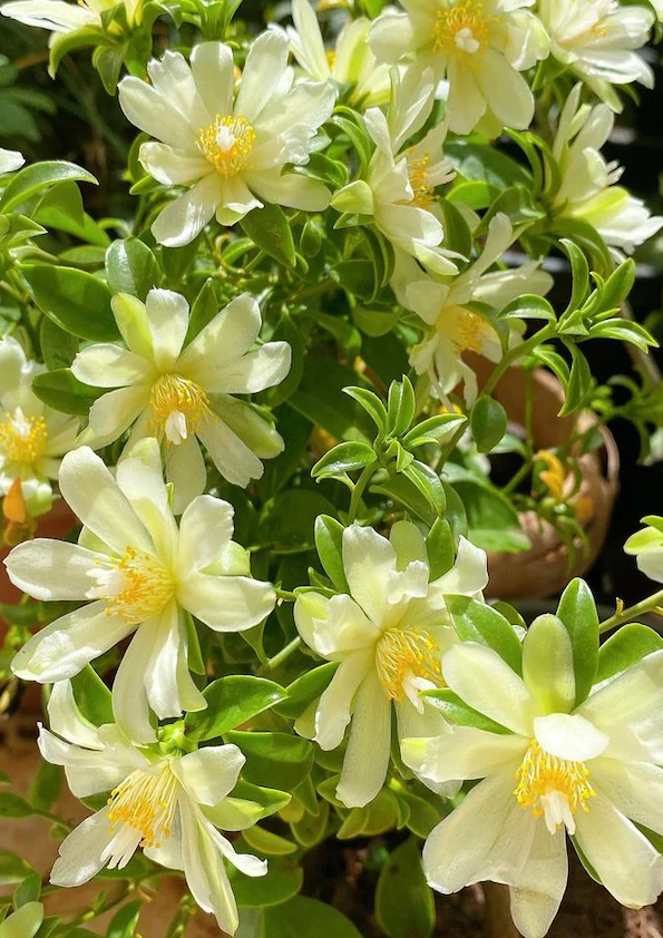 Lemon Vine Fruit Plant
