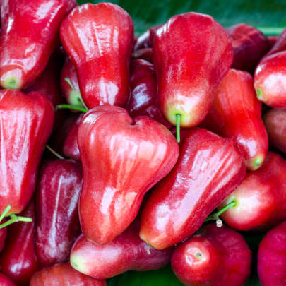 Pink bell Water Apple