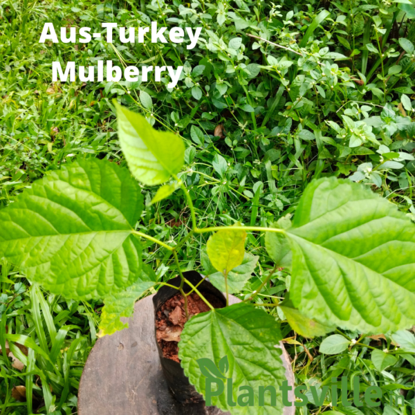 Aus Turkey Mulberry Plant