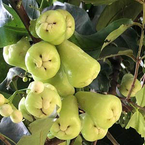 White Water Apple