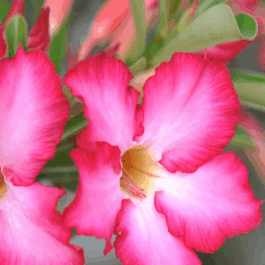 Adenium Plant – Mix Colors