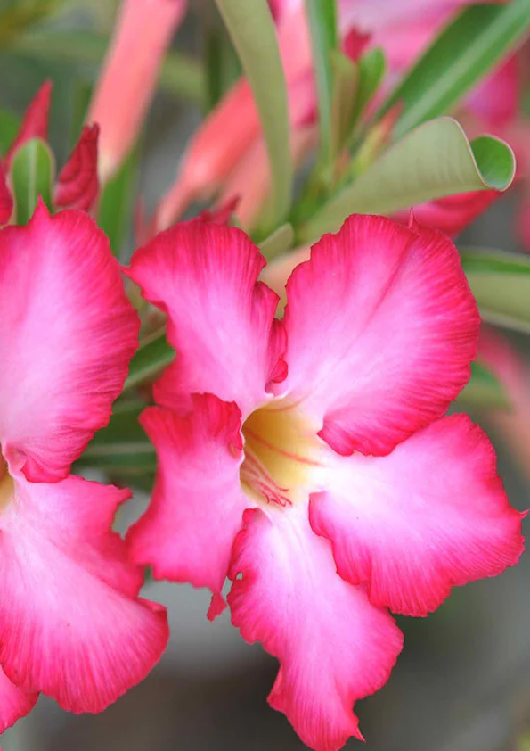 Adenium Plant – Mix Colors