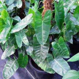 Caladium Green