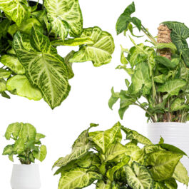 Syngonium White Allusion
