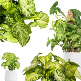 Syngonium White Allusion