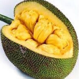Gumless Jackfruit Grafted Plant