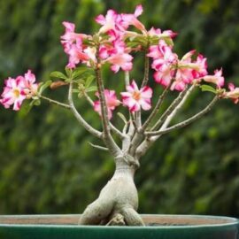 Adenium Plant – Mix Colors