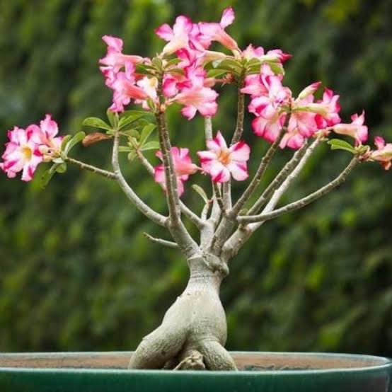Adenium Plant – Mix Colors