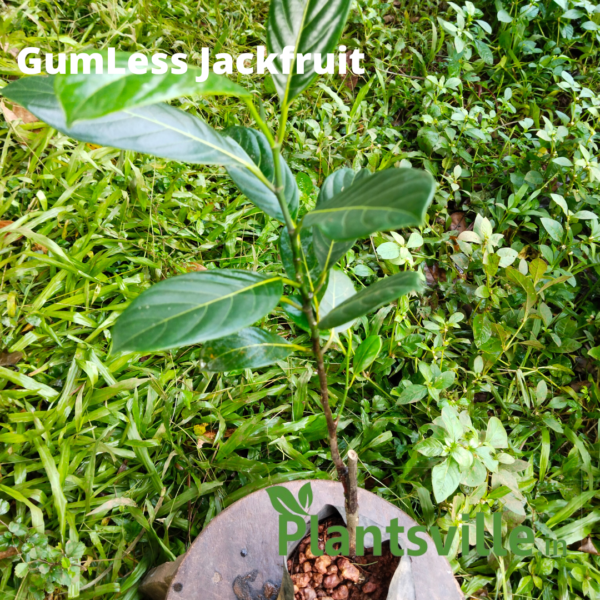 Gumless Jackfruit