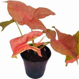 Syngonium Red Yami