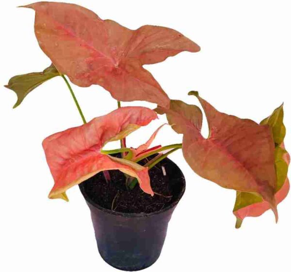 Syngonium Red Yami