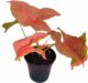 Syngonium Red Yami