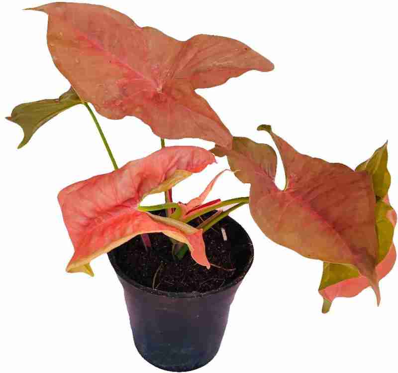 Syngonium Red Yami