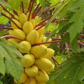 Thai Golden Papaya