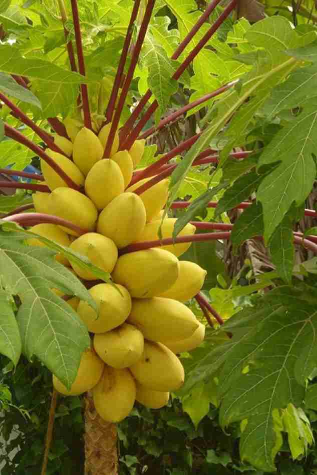Thai Golden Papaya