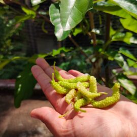 Pakistan King White Mulberry plant