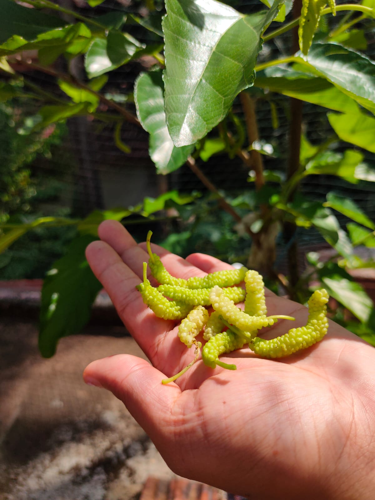 Pakistan King White Mulberry plant