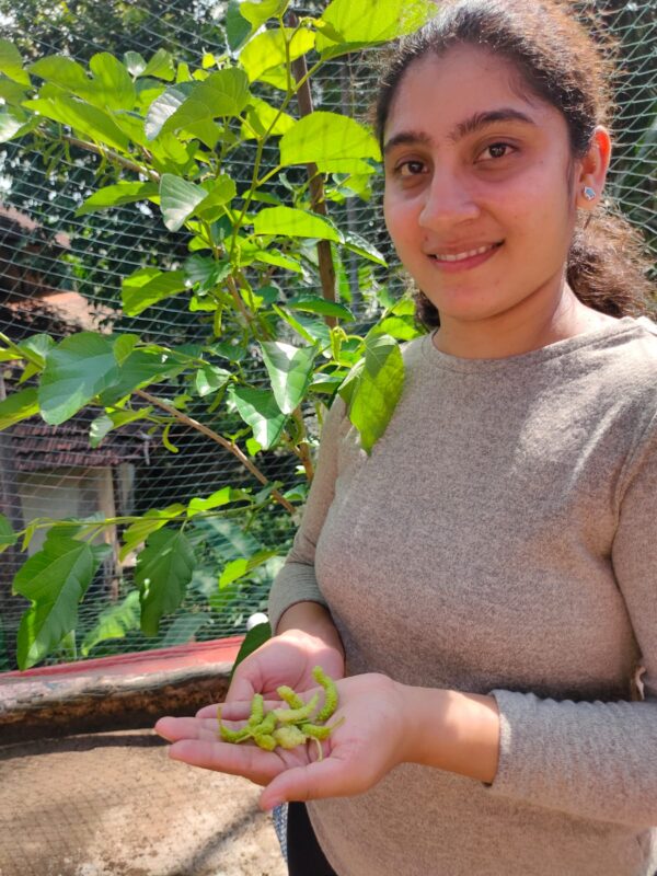 Pakistan King White Mulberry plant