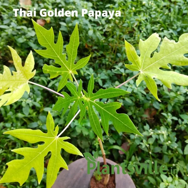 Thai Golden Papaya