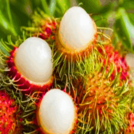 Rambutan N18 Fruit Plant